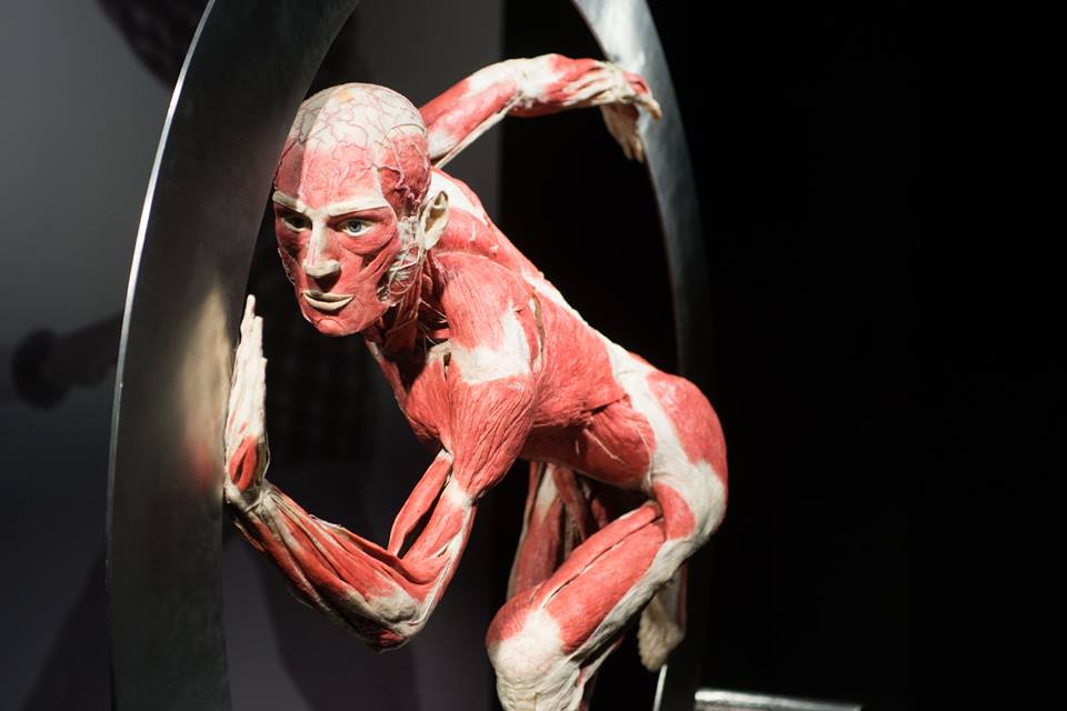 CONVENZIONE ARCI – MOSTRA "BODY WORLDS" (GE)