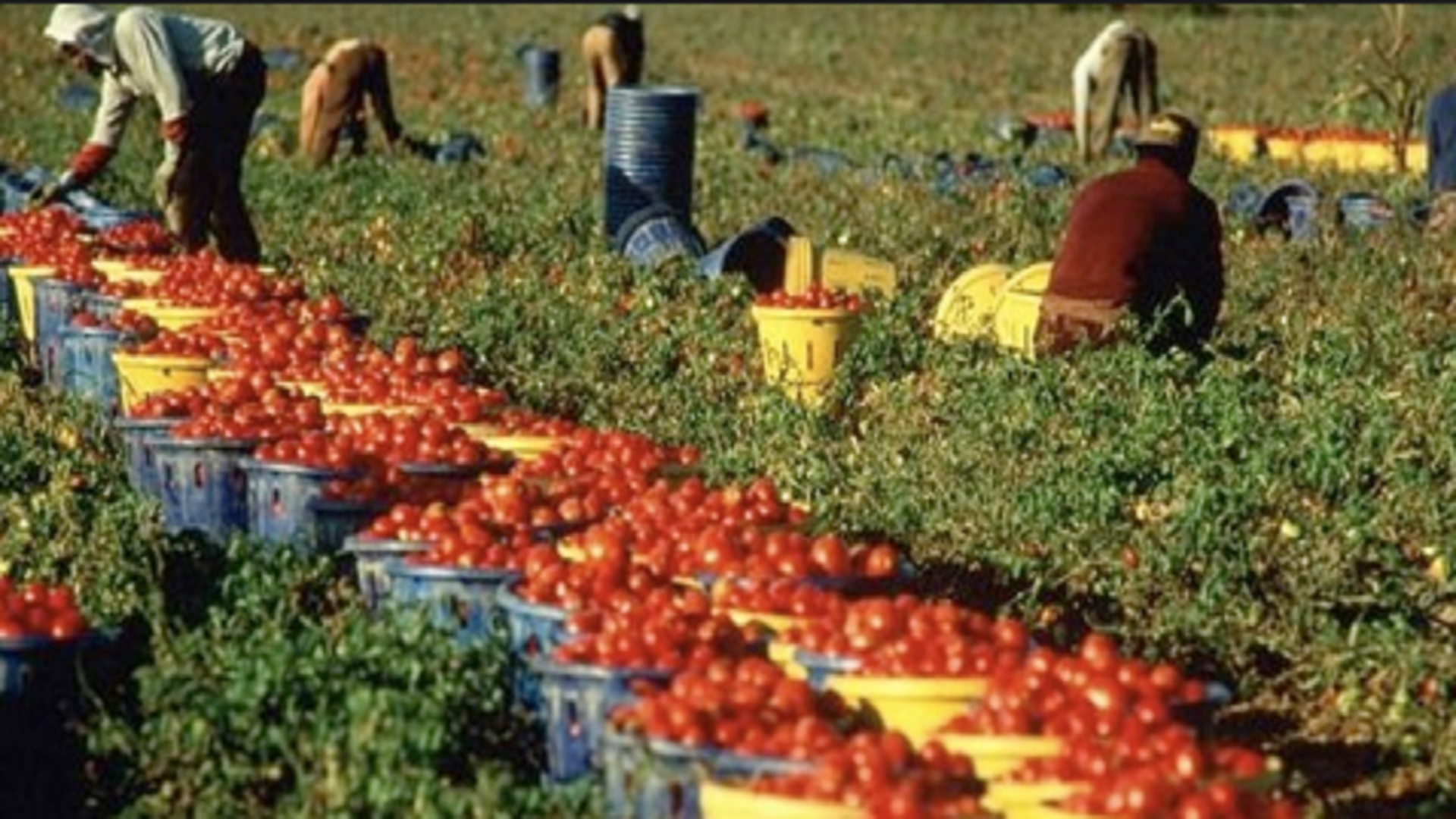 Basta schiavi in agricoltura  Una battaglia di civiltà è stata vinta